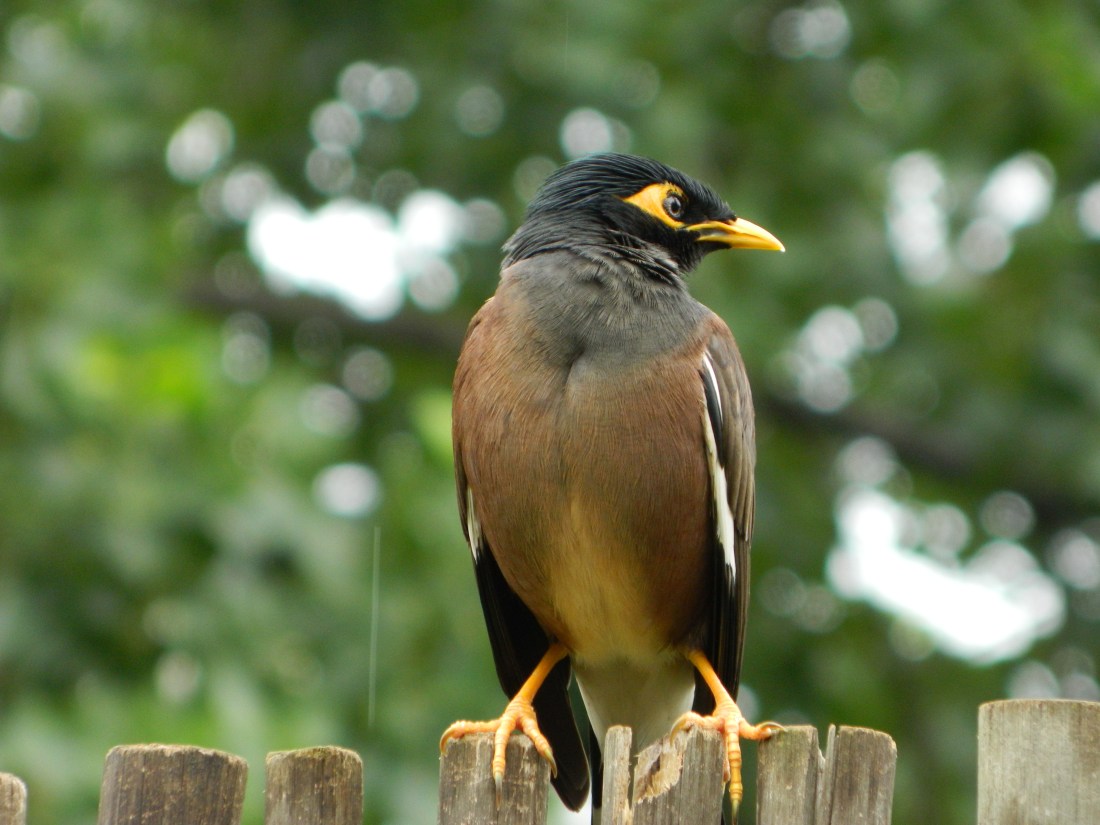 Myna, Common