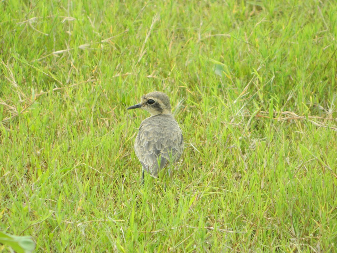 Plover, Kittlitz's