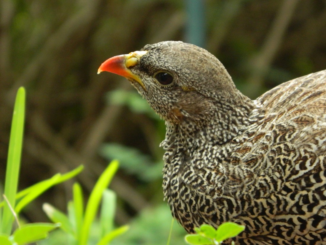 Spurfowl, Natal