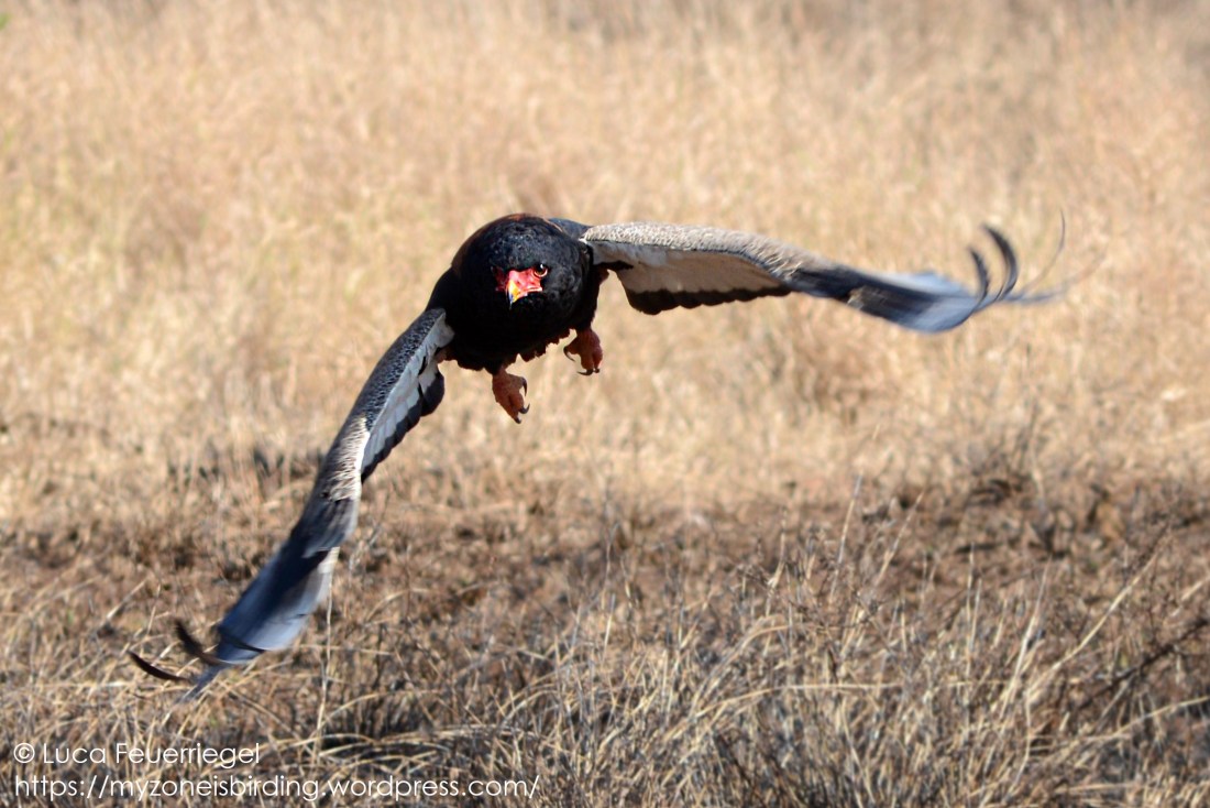 bateleur