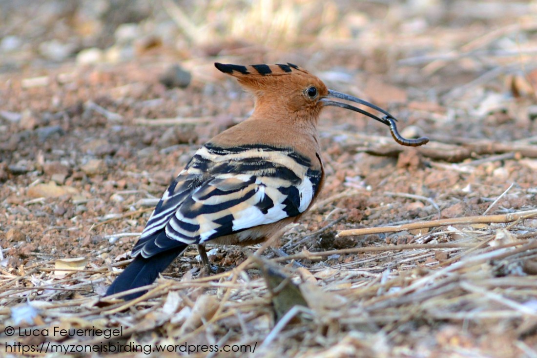 hoopoe