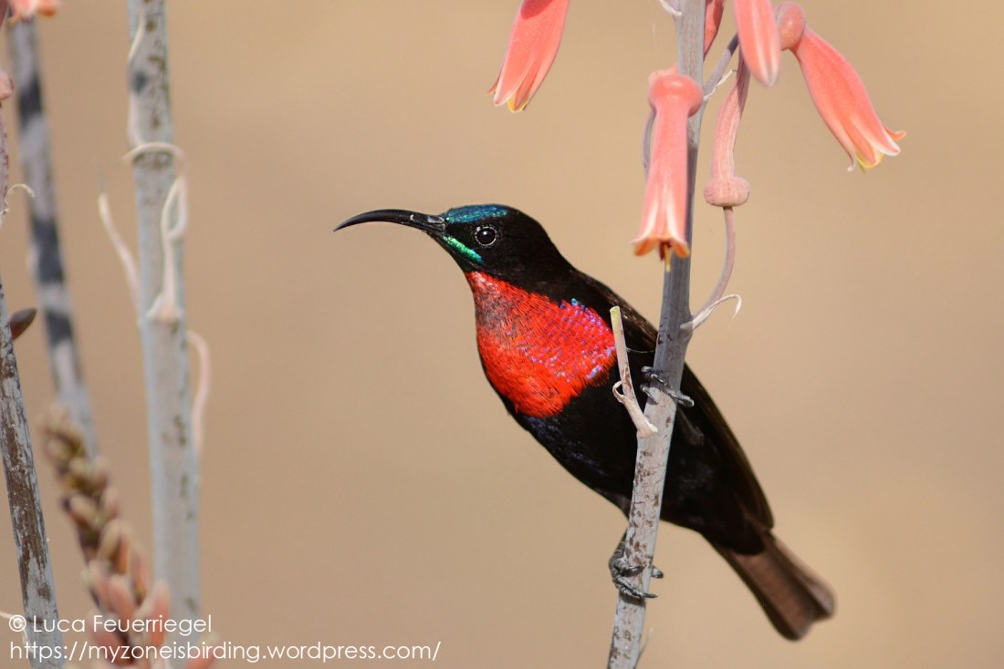 scsunbird