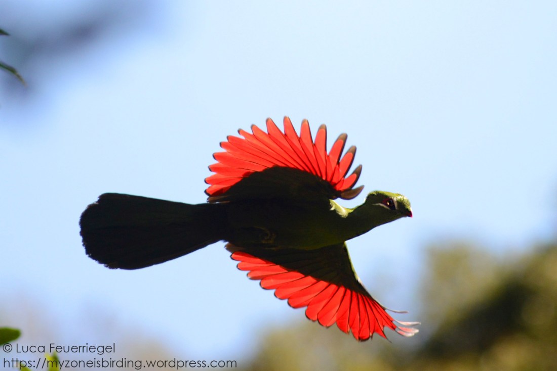 turaco1