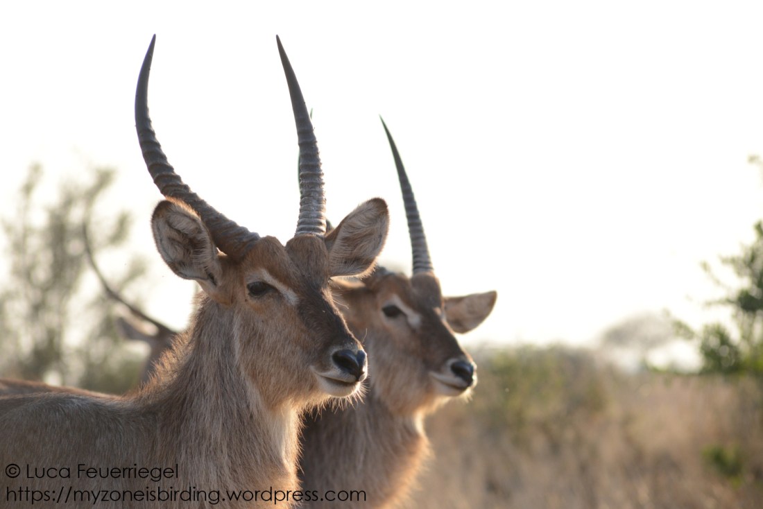 waterbuck