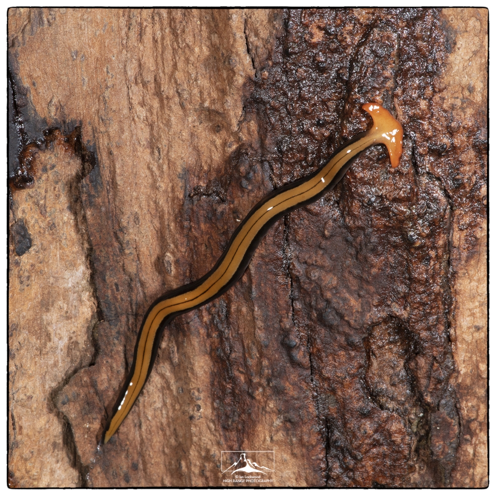 Hammerhead_worm_at_Martin's_1a(MR)(09_19) (1)